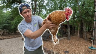 Backyard Rooster Catch Clean & Cook | NOT WHAT I EXPECTED!