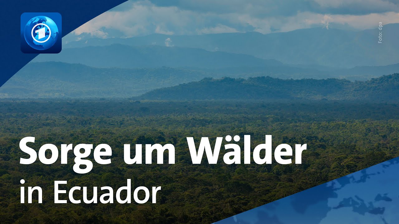 Sorge um Wälder in Ecuador wegen illegaler Minen
