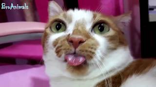 ПРИКОЛЫ С ЖИВОТНЫМИ - FUN WITH ANIMALS - приколы 2018 - новые приколы - лучший розыгрыш