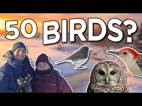 Can We Find 50 Birds?  Jan 1st Birding Big Day | Plus NEW Challenge Announcement