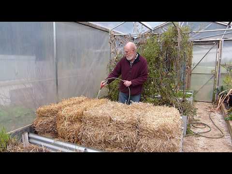 Creating an Organic Straw Bale Garden  - The conditioning process.