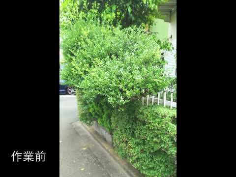 これがツゲの生垣の正しい植え方と手入れの方法です