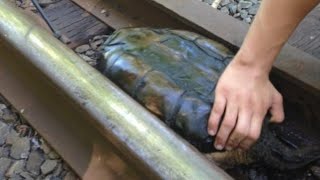 Two Boys Notice Something Strange On The Train Tracks Before Realizing What It Actually Is
