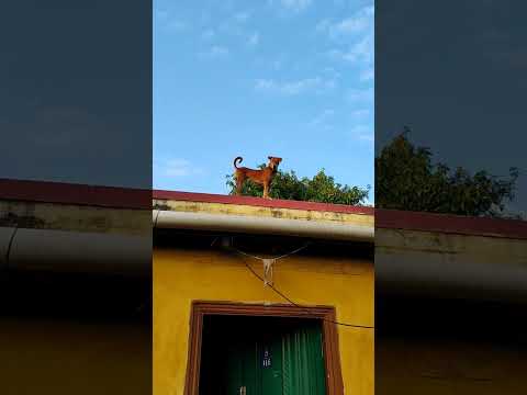 Nee vena sandaiku va...#shortsfeed #funny #comedy #dogs #dogshorts