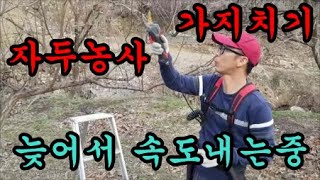 자두농사 가지치기하면서 뼈대잡기