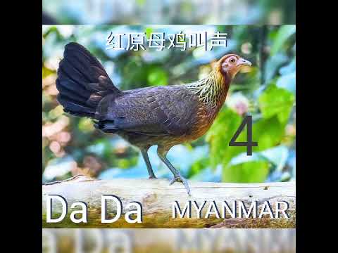 母雞叫