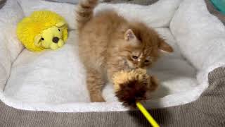 サイベリアンの動画01