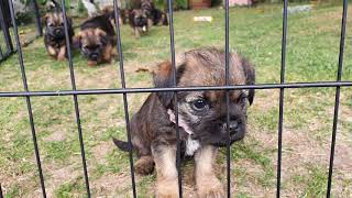 Border Terrier Puppies - almost 7 weeks