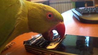 preview picture of video 'Ringneck parrot - He loves to Destroy Things!!!!'