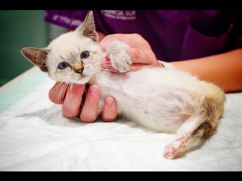 Abused kitty crushed with a heavy weight. Help us save Ariel!