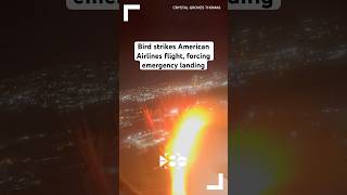 Bird strikes American Airlines flight, forcing emergency landing in New York City