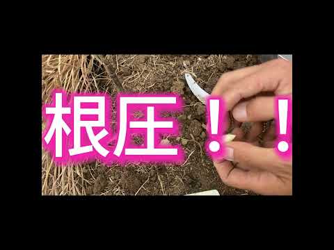 園芸 トルキスタンニンニク、広葉観賞用ニンニク