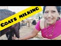 Goats Milking