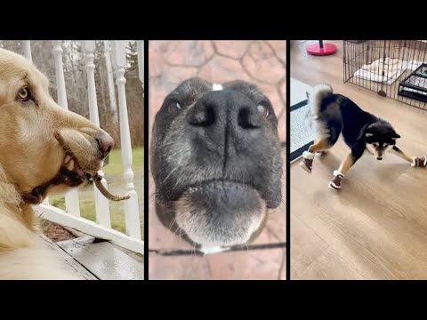 Fails of The Week  😂  EP:10  |  Funny Fails  | Fail Army