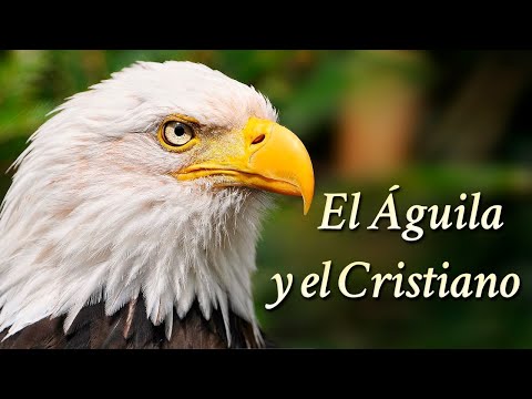 EL ÁGUILA Y EL CRISTIANO - El Video más HERMOSO y EMOCIONANTE que Verás Hoy