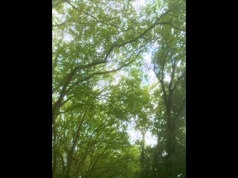 Michael Galasso  - Gun