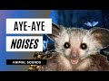 Aye-Aye Noises - the animal sounds: aye-aye noises / sound effect / animation