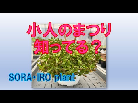 チェルシーフラワーショー2018で描かれた庭園のエコロジーコンセプト：埋め込み型屋外照明  庭園