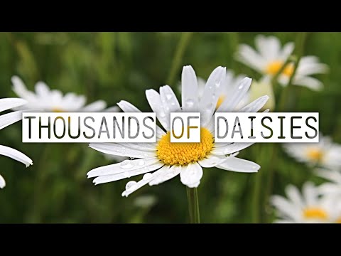 Thousands of Daisies