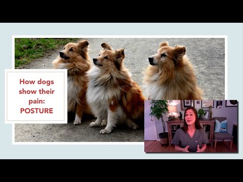 Play Youtube Video