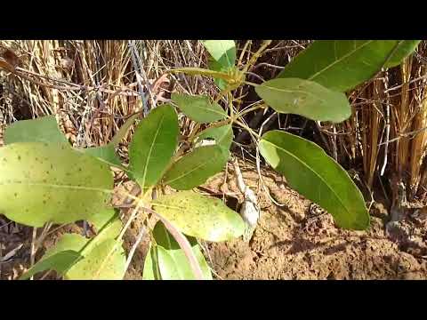 Caminhando pelo Sertão de Campo Azul