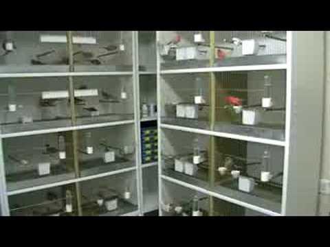 Canary Breedingroom