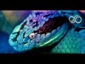 Snake Eyes - Feint (feat. CoMa) FULL! [Monstercat Release]