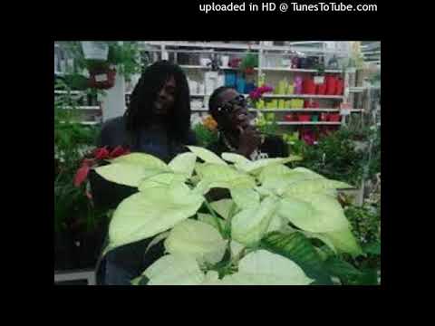 Gucci C ft Salopoz _-_ Coyote Jardinier La