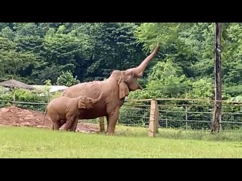 After rain party with Wan mai family 🌧🐘⛅️ - EleFlix