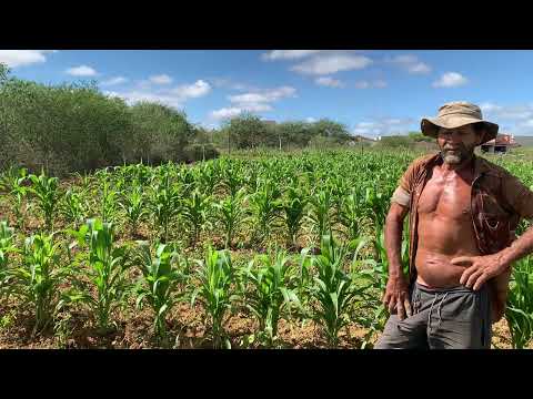 VEJA O QUE ACONTECEU COM A ROÇA DE MARCINHO! Adustina, Sertão baiano.