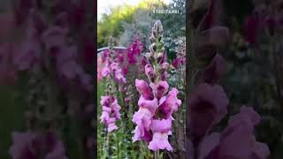 Download lagu Tinggi Gunung Seribu Janji - Broery Marantika mp3