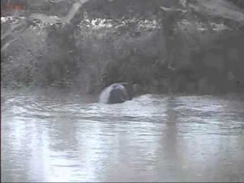 Mom and Baby Hippo get out of the water to have dinner  Jan 31, 2014  6:40PM
