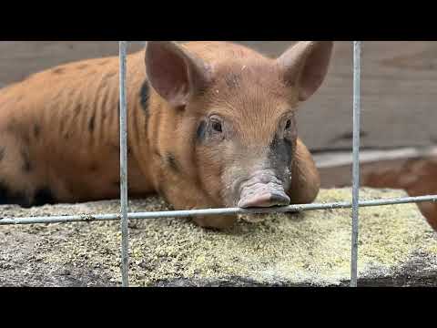 Large Black / Berkshire Boars first 165 days of life