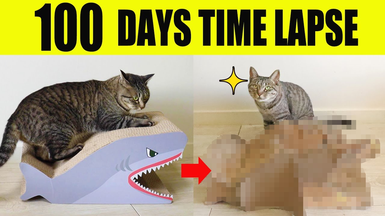 100 days Timelapse | DIY by cats
