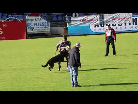 WUSV 2024 Vegard Sund with Atenagardens Xo NOR 03