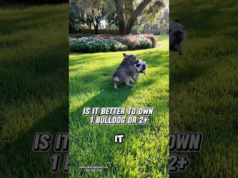 Benjamin Bulldog .357: BEST Bullpup Air Rifle?