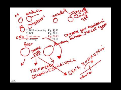 DNA microarray, BIO105 Introductory Biology, David Champlin, USM