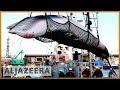 🇯🇵Japan announces IWC withdrawal to resume commercial whaling | Al Jazeera English