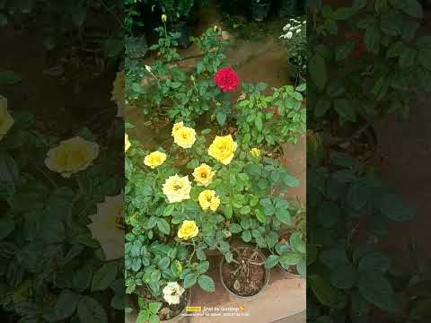 #shortvideo #flowers #garden #Gurdeep Shorts Videos