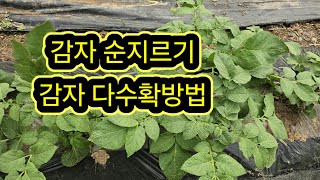 감자 순지르기 와 감자 다수확방법