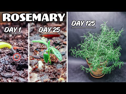 Growing Rosemary Plant from Seed (125 Days Time Lapse)