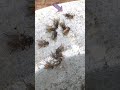 Flies When A Friend Calling For Party Funny Video Shorts Fly Flies Funny Party Comedy