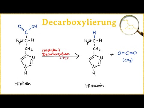 Die Decarboxylierung - Entstehung biogener Amine aus Aminosäuren