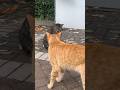 Ginger Cat Fighting Off Beautiful Tabby For Hogging The Spot Light