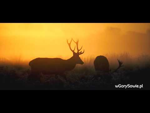 UNIKALNE PIĘKNO GÓR SOWICH - JESIEŃ - SPOT