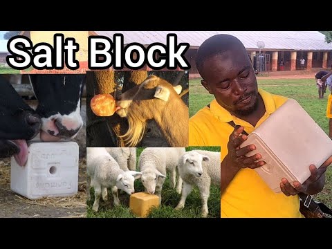 Farmers are buying Salt Block for their Goats,Sheeps or Cattle (Livestock), this is why ...
