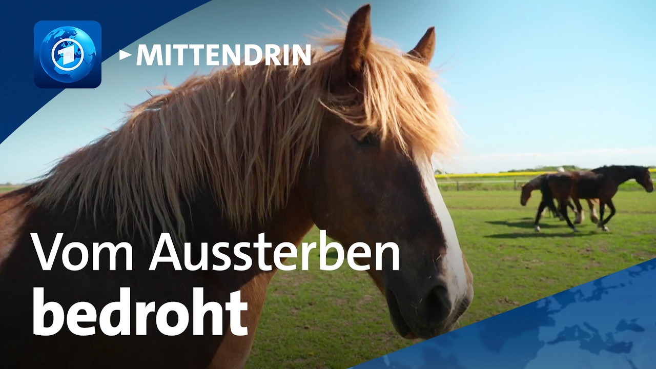 Horsbüll: Kampf um das Schleswiger Kaltblut | tagesthemen mittendrin