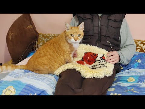 YouTube video about: How to make your cat a lap cat?