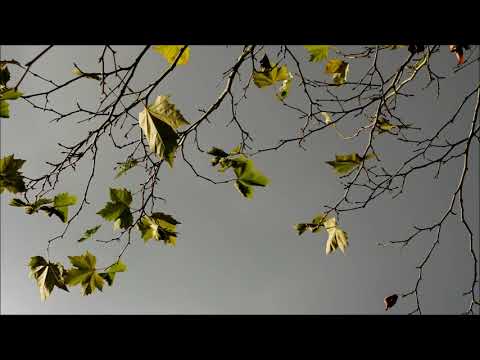 Livia Teodorescu-Ciocănea (*1959): Song at the beginning of autumn (2011)