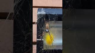 Download lagu Spiders are all around us in Australia 🇦🇺 😫 mp3 Download lagu Spiders are all around us in Australia 🇦🇺 😫 mp3